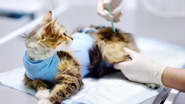 Pets and Pet Care